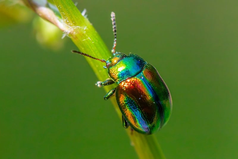 Pest Control Tricks