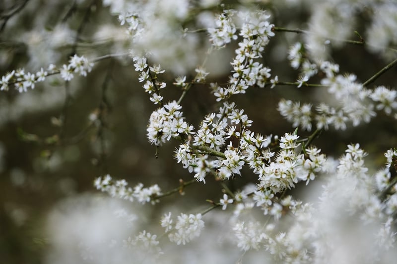 Spring Blossoms