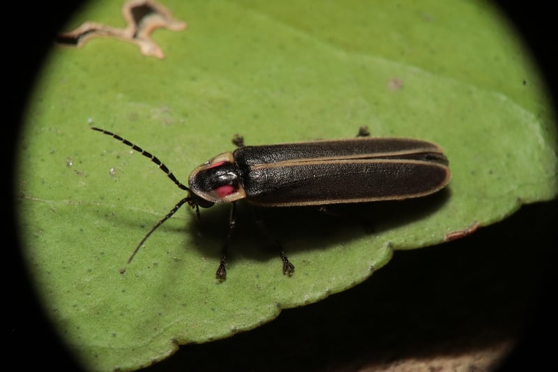Summer Fireflies